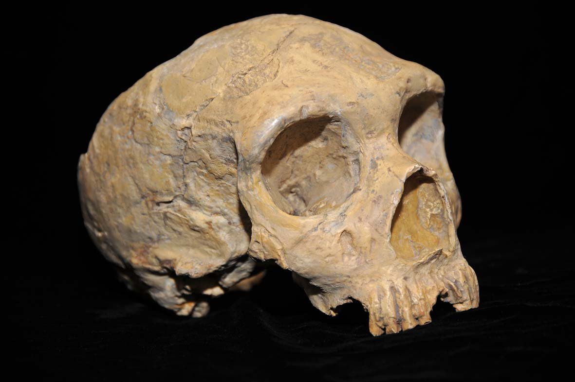 Brain Size and Shape: More Than Just a Number (image credits: wikimedia)