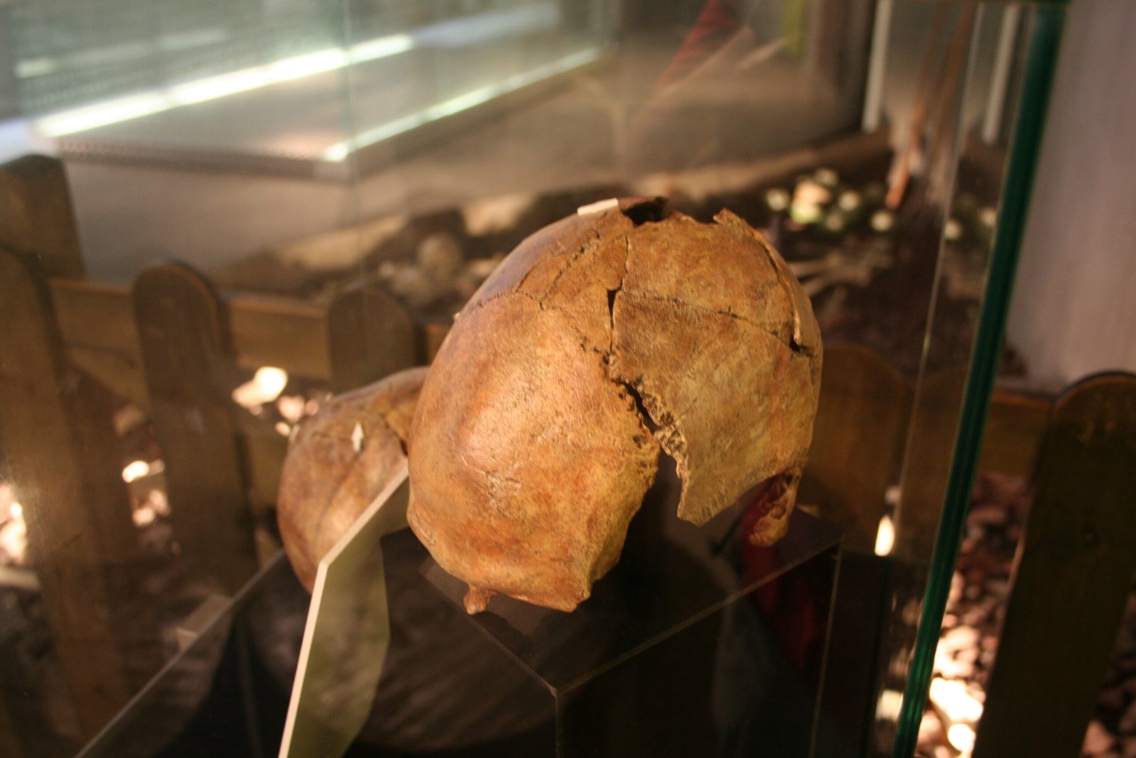 How Neanderthal Brains Developed Over Time (image credits: wikimedia)