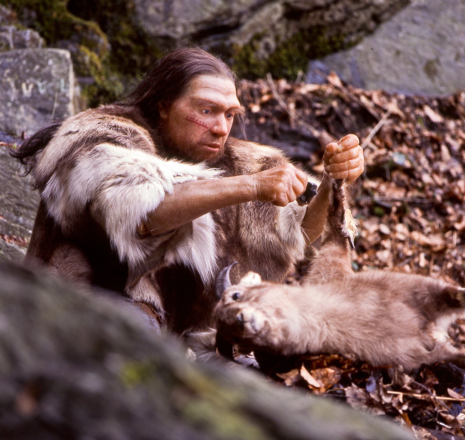 Sensory Perception: Seeing the World the Neanderthal Way (image credits: wikimedia)