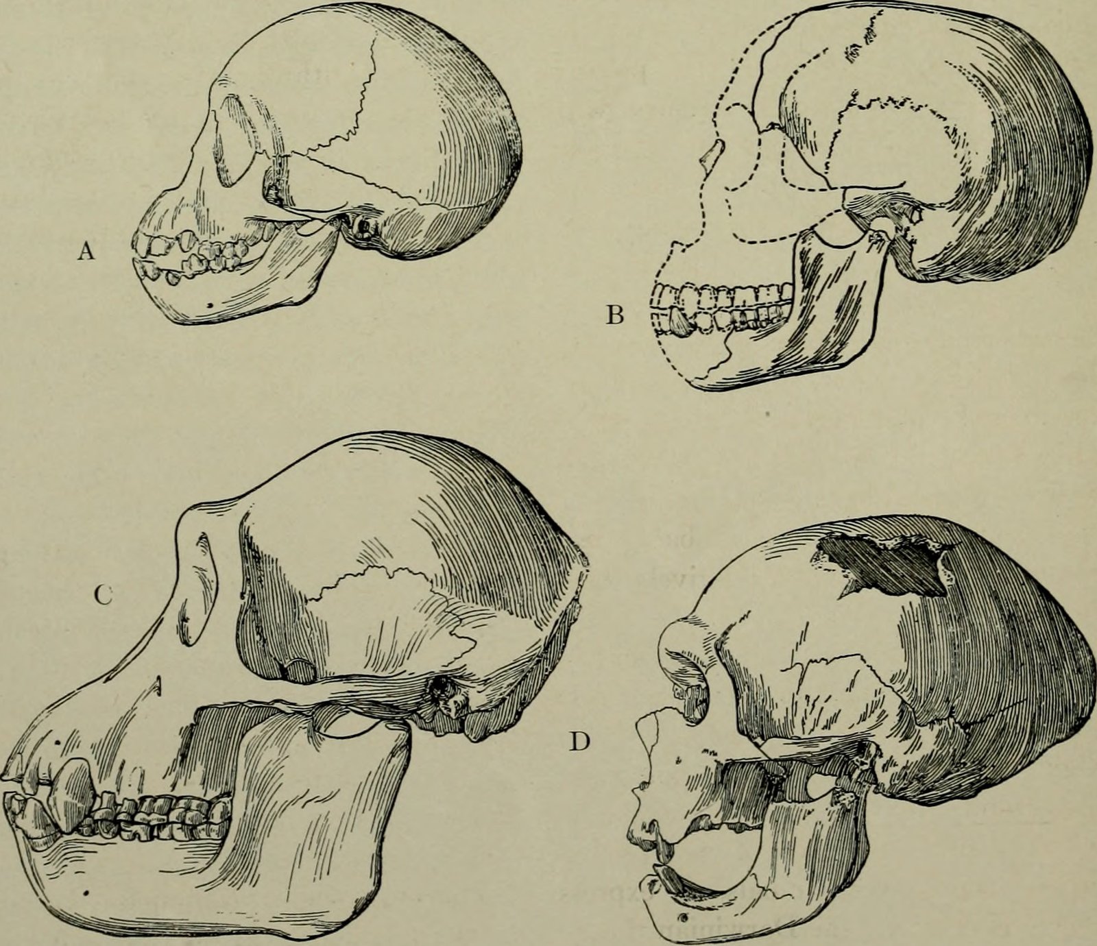 Comparing Neanderthal and Modern Human Brains (image credits: wikimedia)