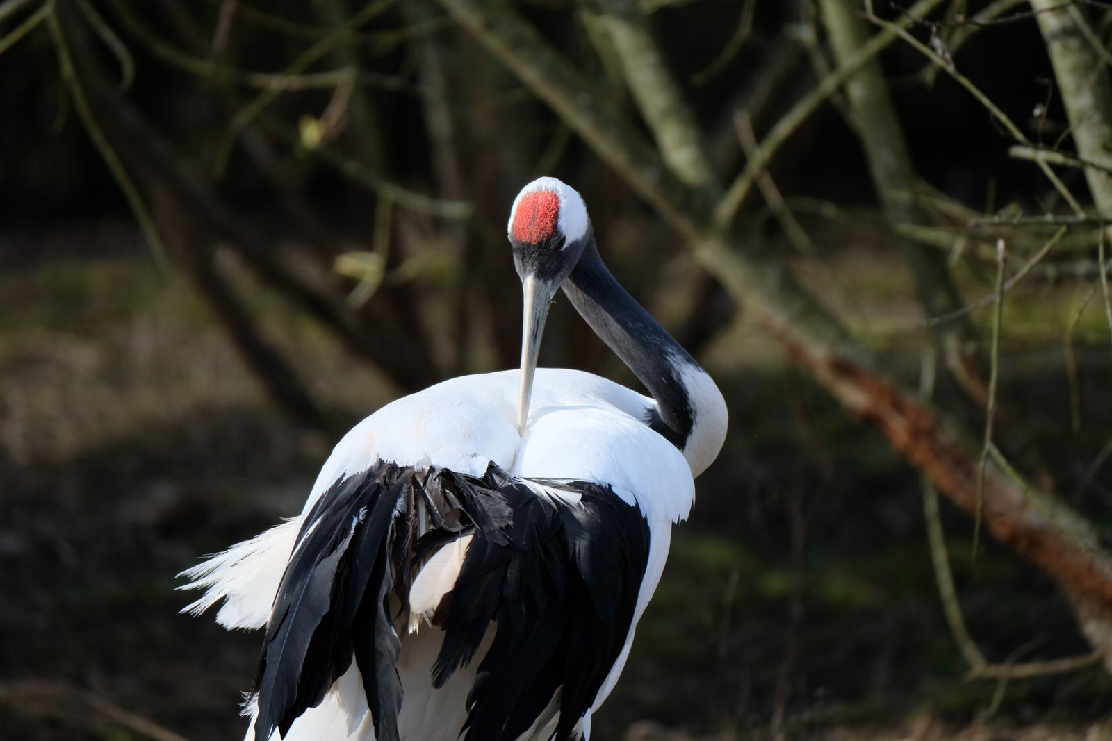 Rare and Endangered Species Find Refuge (image credits: wikimedia)