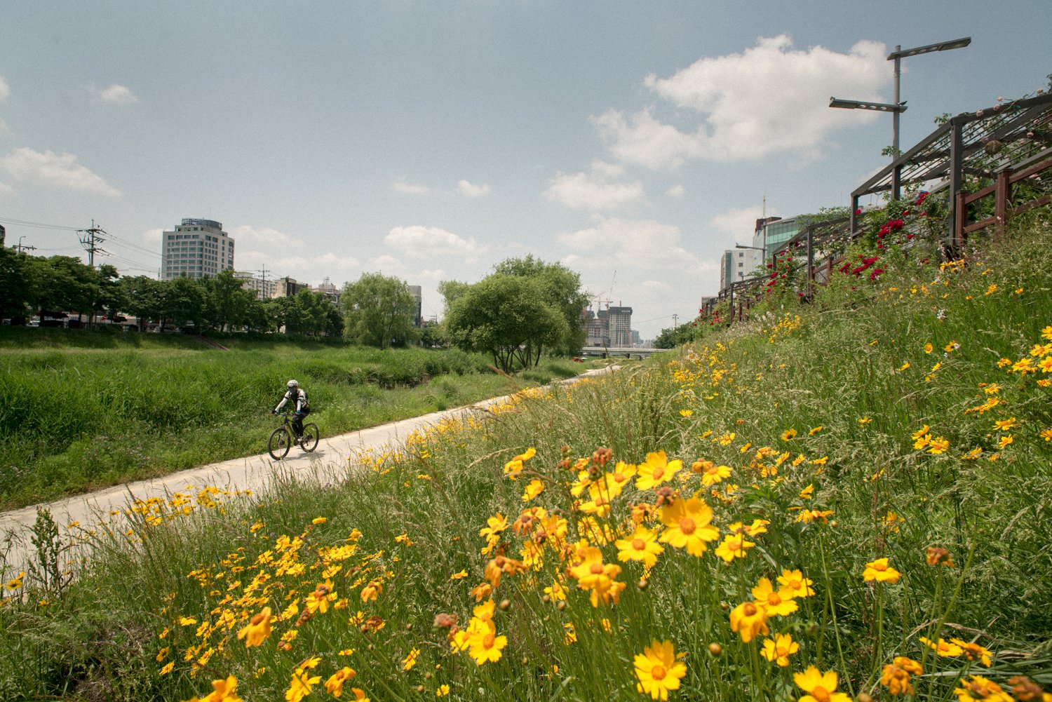 Plants That Refuse to Disappear (image credits: wikimedia)