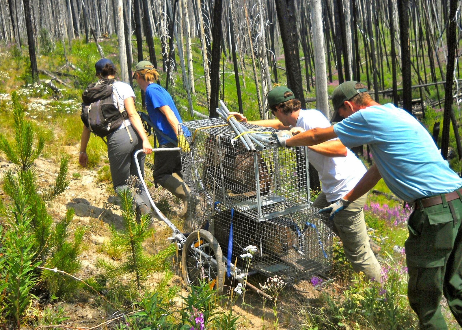 The Return: How Beavers Were Reintroduced (image credits: wikimedia)