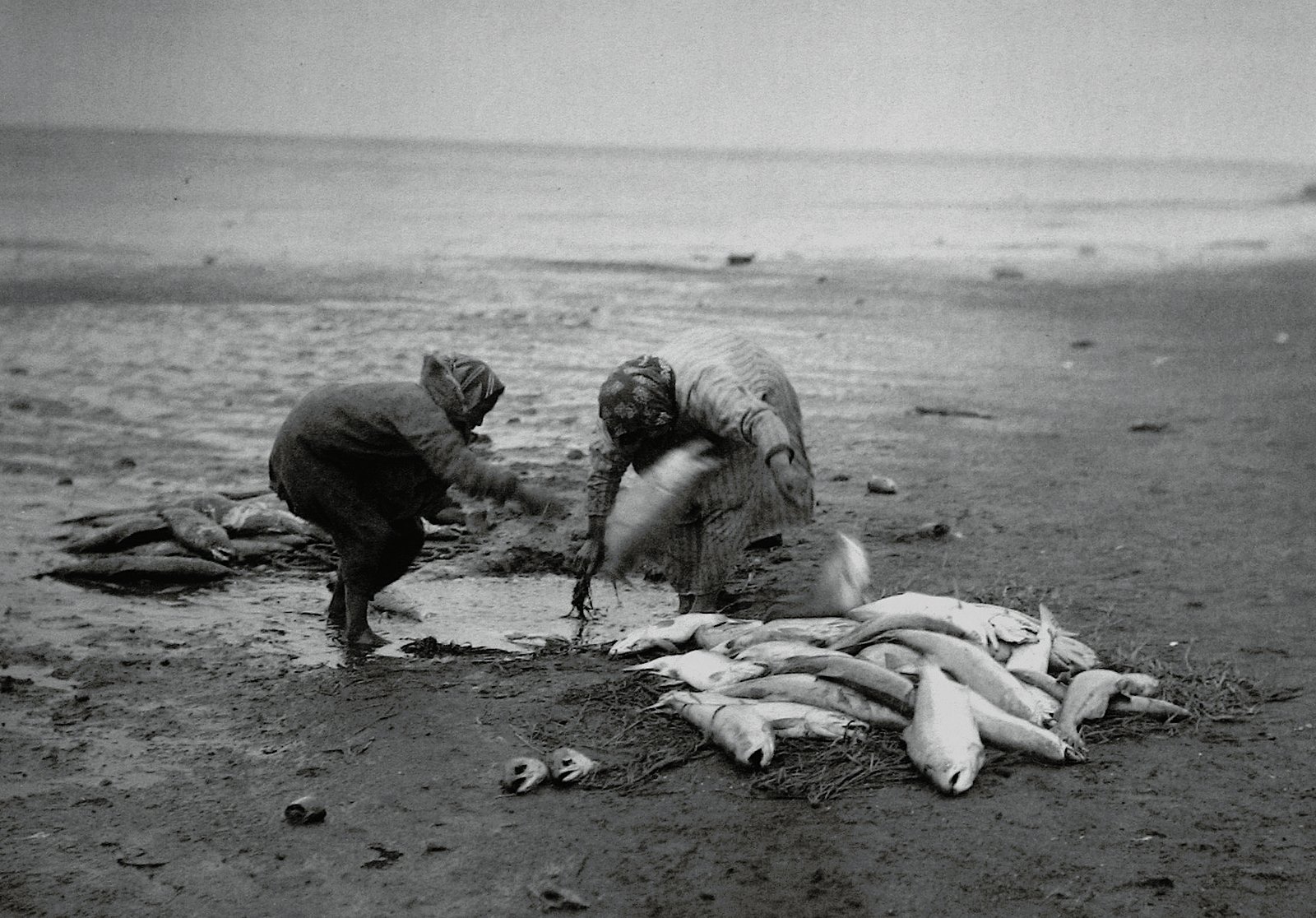 The Sacred Bond Between Salmon and Indigenous Nations (image credits: wikimedia)