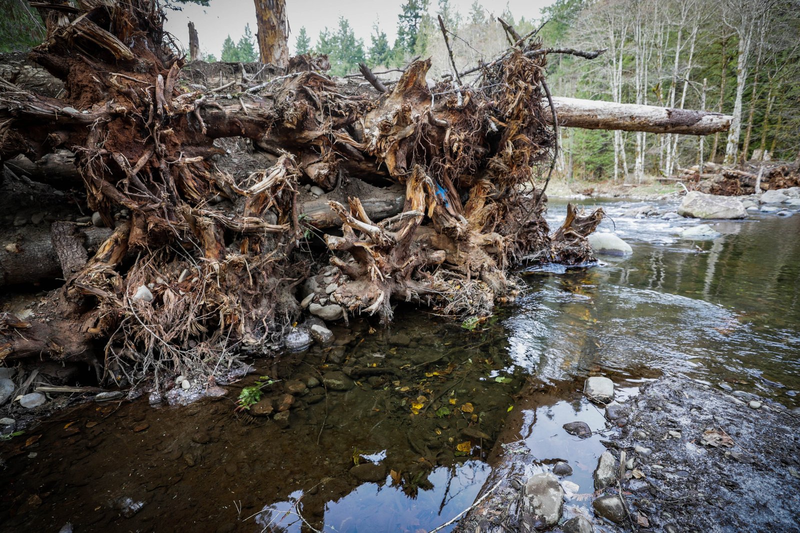 The Power of Indigenous Leadership in River Restoration (image credits: wikimedia)
