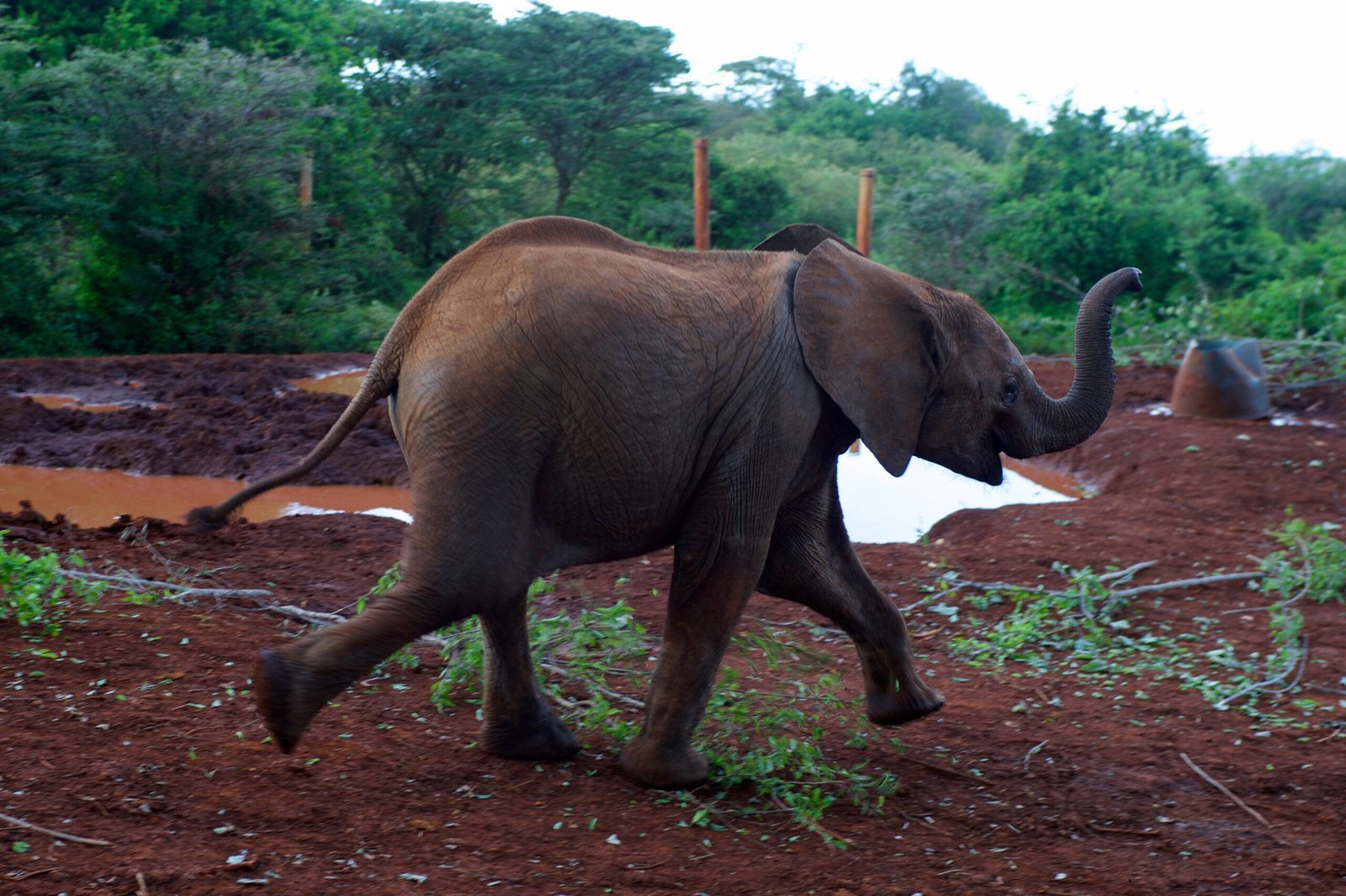 Orphaned by Tragedy: Common Causes (image credits: wikimedia)
