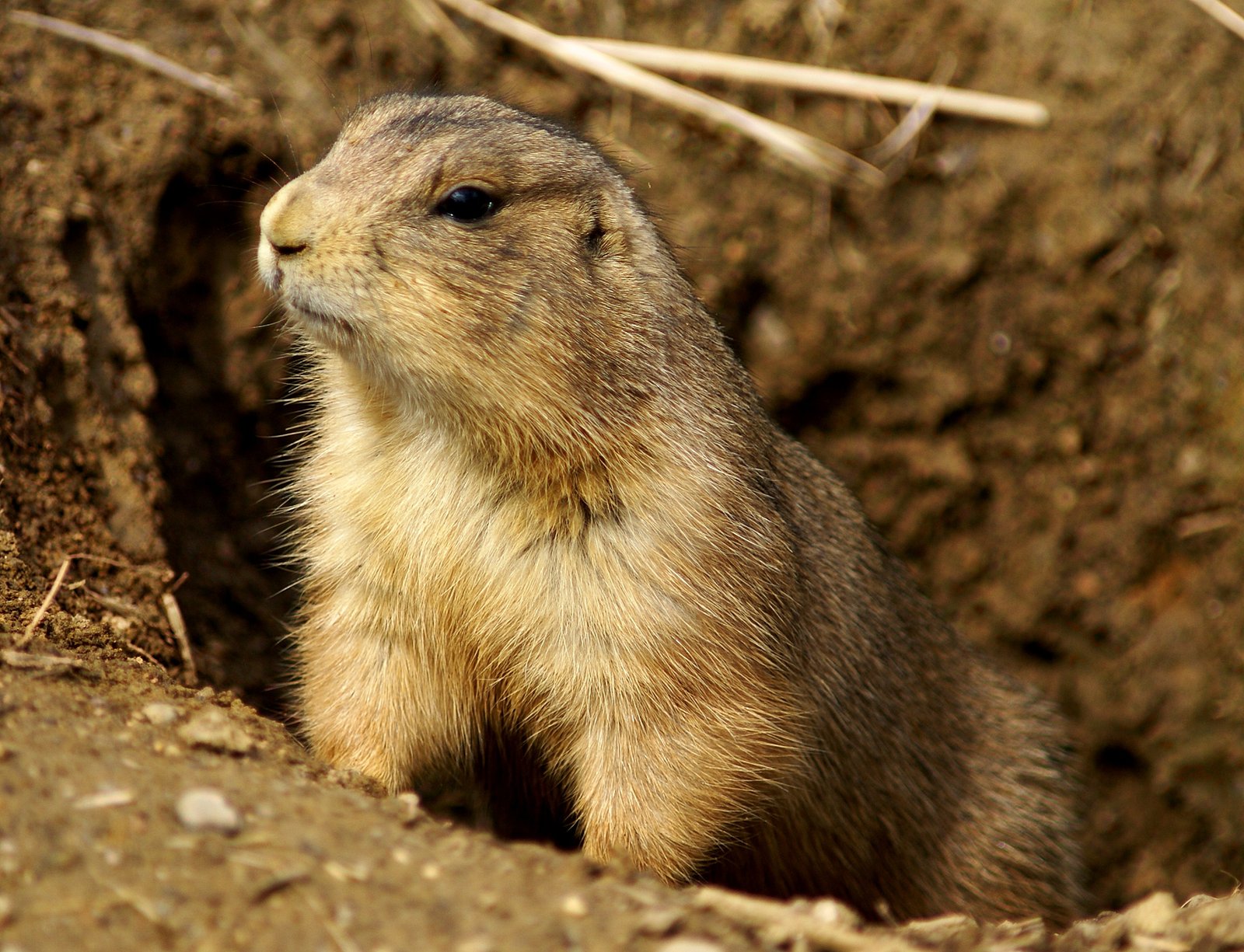 The Prairie Dog: A Tiny Creature with a Big Impact (image credits: wikimedia)