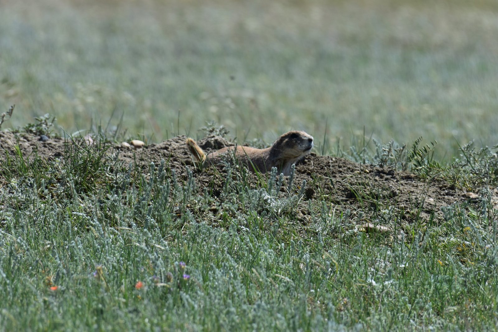 Why Ranchers See Prairie Dogs as a Threat (image credits: wikimedia)