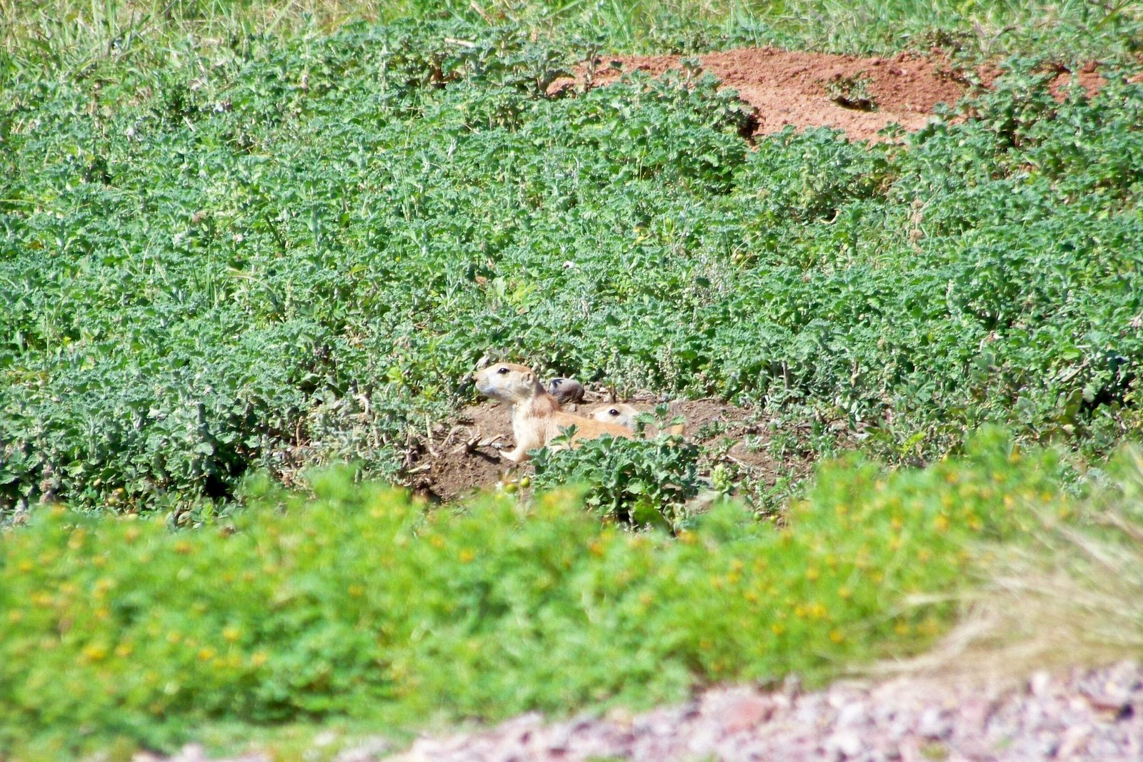 The Role of Prairie Dogs in the Ecosystem (image credits: wikimedia)