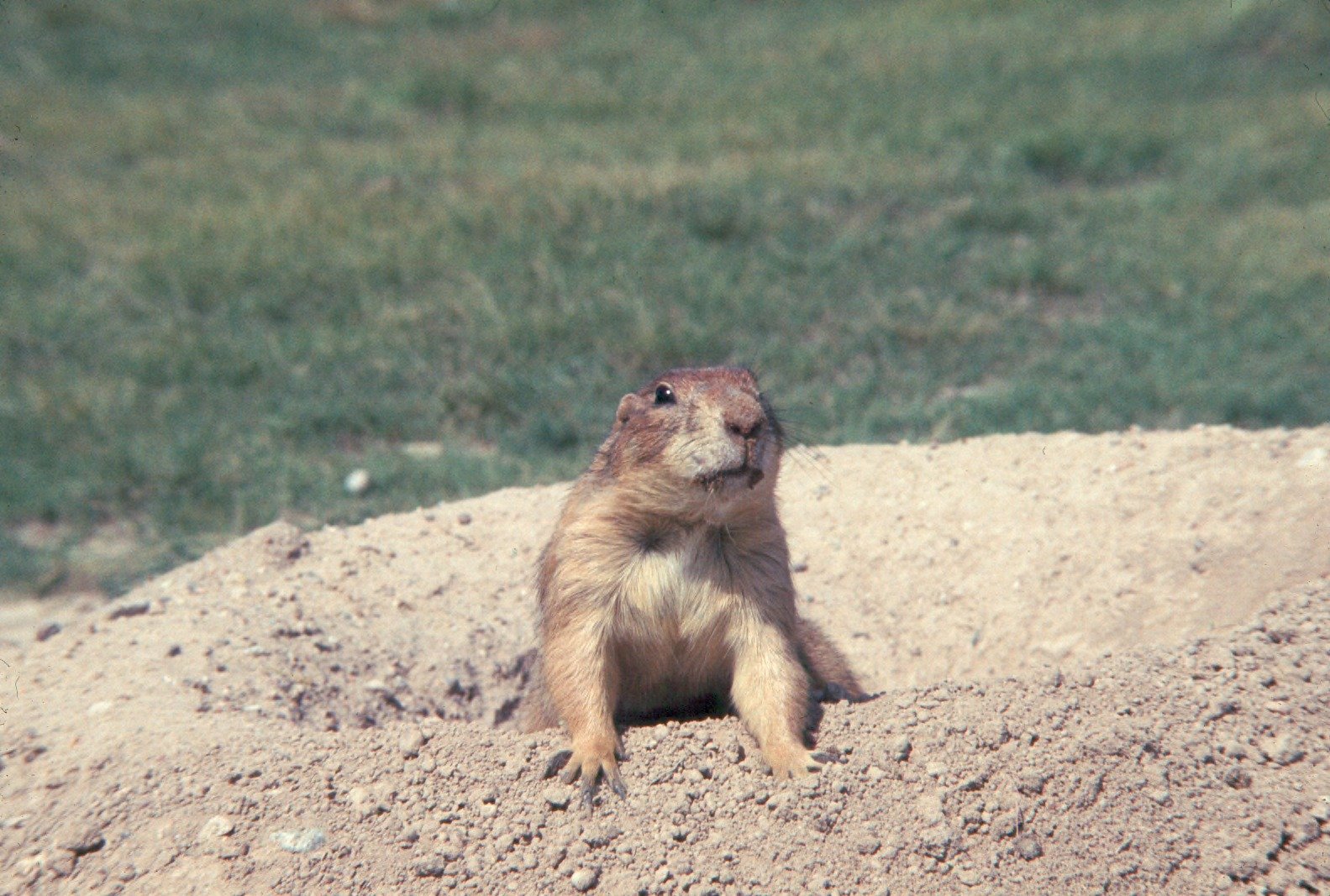The Science Behind Prairie Dog Management (image credits: wikimedia)