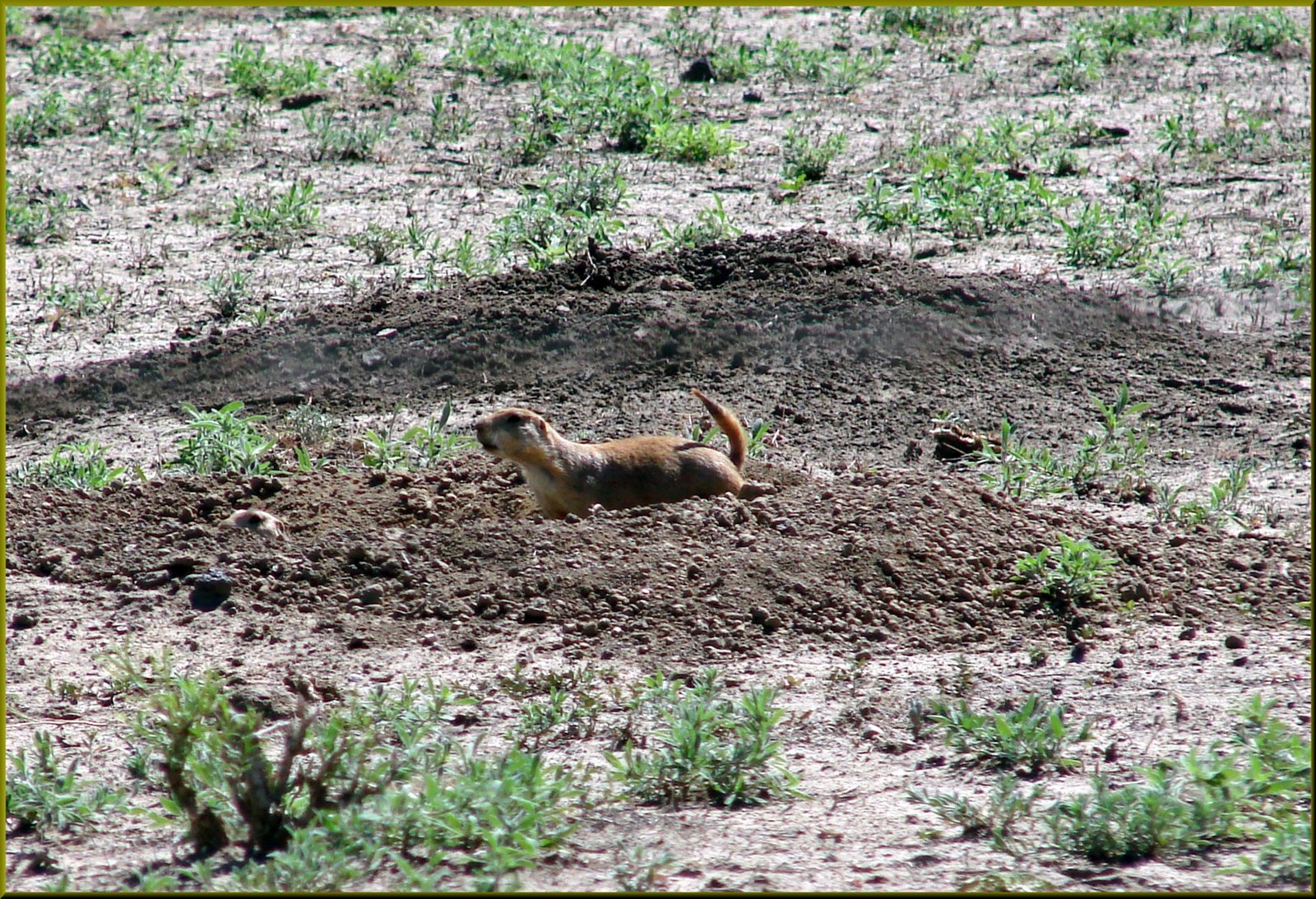 Seeking Solutions: Can Ranchers and Prairie Dogs Coexist? (image credits: wikimedia)