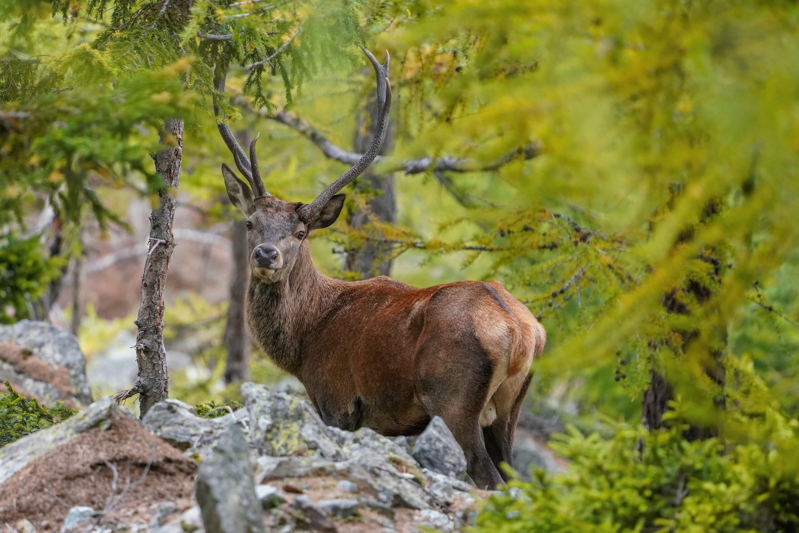 Red Deer as Ecosystem Engineers (image credits: wikimedia)