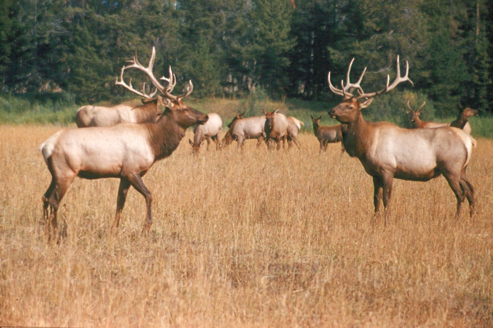 Life in the Herd (image credits: wikimedia)