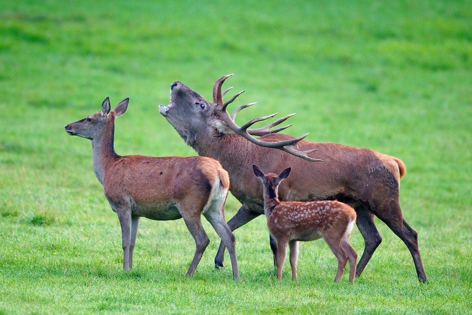 The Science Behind Their Survival (image credits: wikimedia)