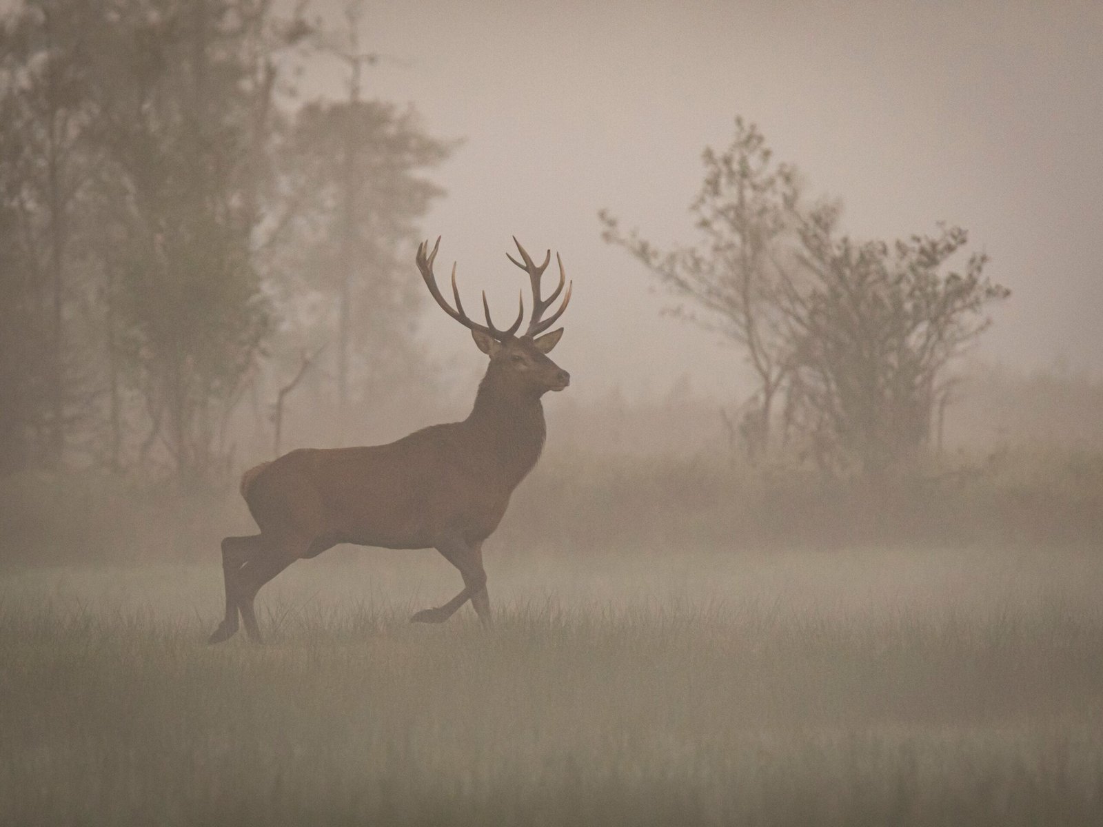 Modern Threats and Conservation Efforts (image credits: wikimedia)
