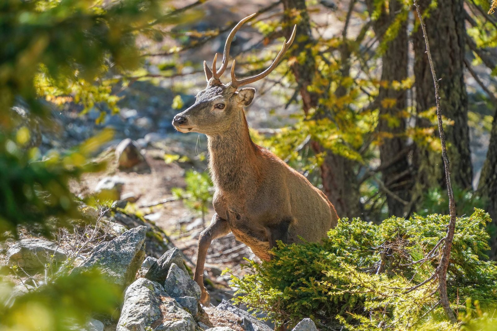 The Call of the Wild: Lessons from the Past (image credits: wikimedia)