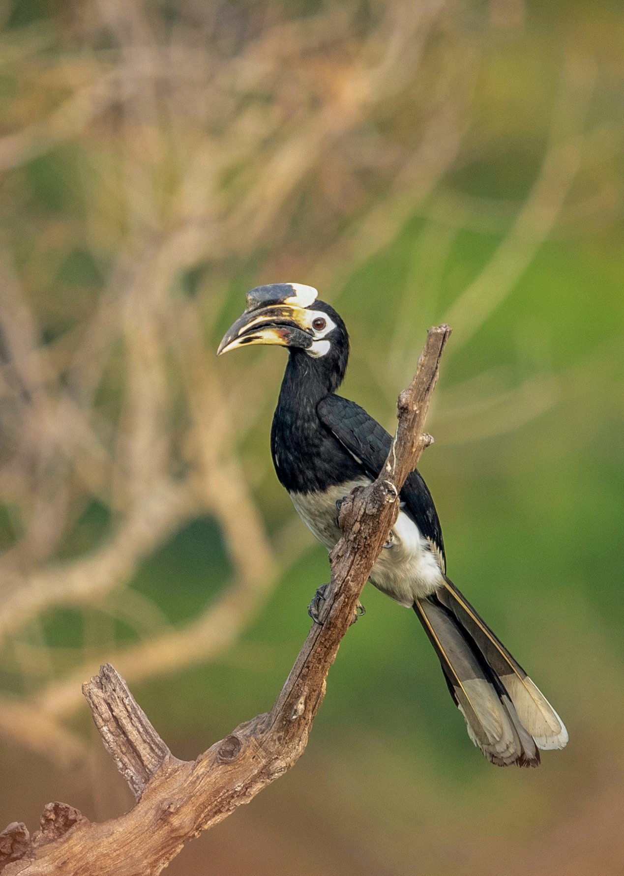 The Oriental Pied Hornbill: A Brief Portrait (image credits: wikimedia)