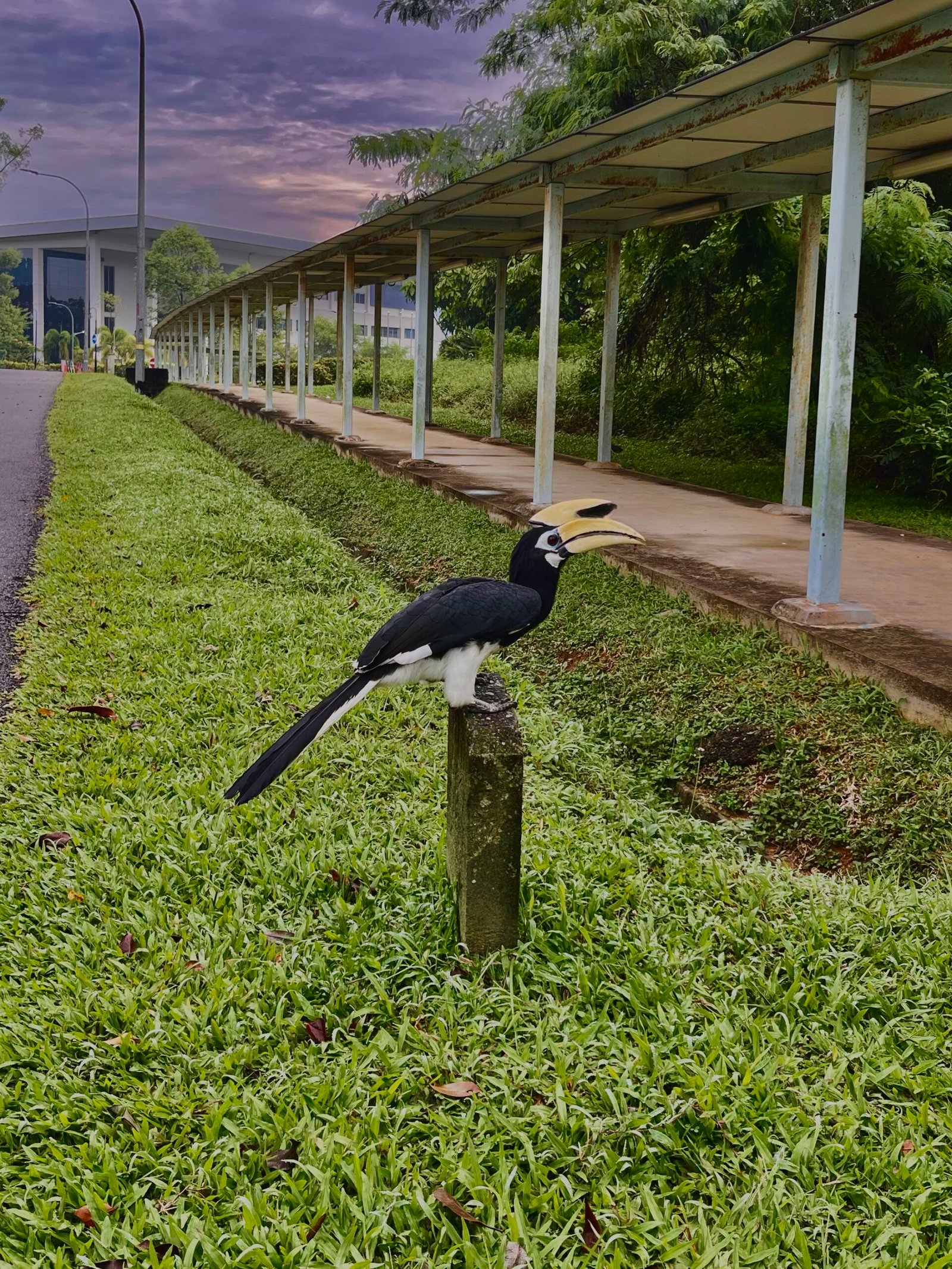 From Deep Forests to Concrete Canopies (image credits: wikimedia)