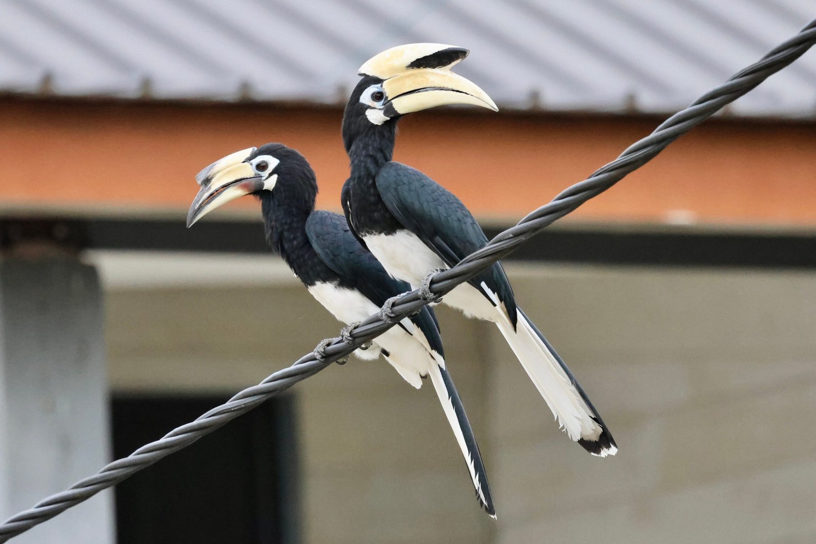 Urban Green Spaces: Islands of Biodiversity (image credits: wikimedia)