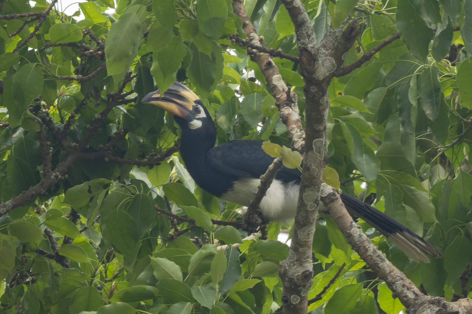 Scientific Monitoring and Citizen Science (image credits: wikimedia)