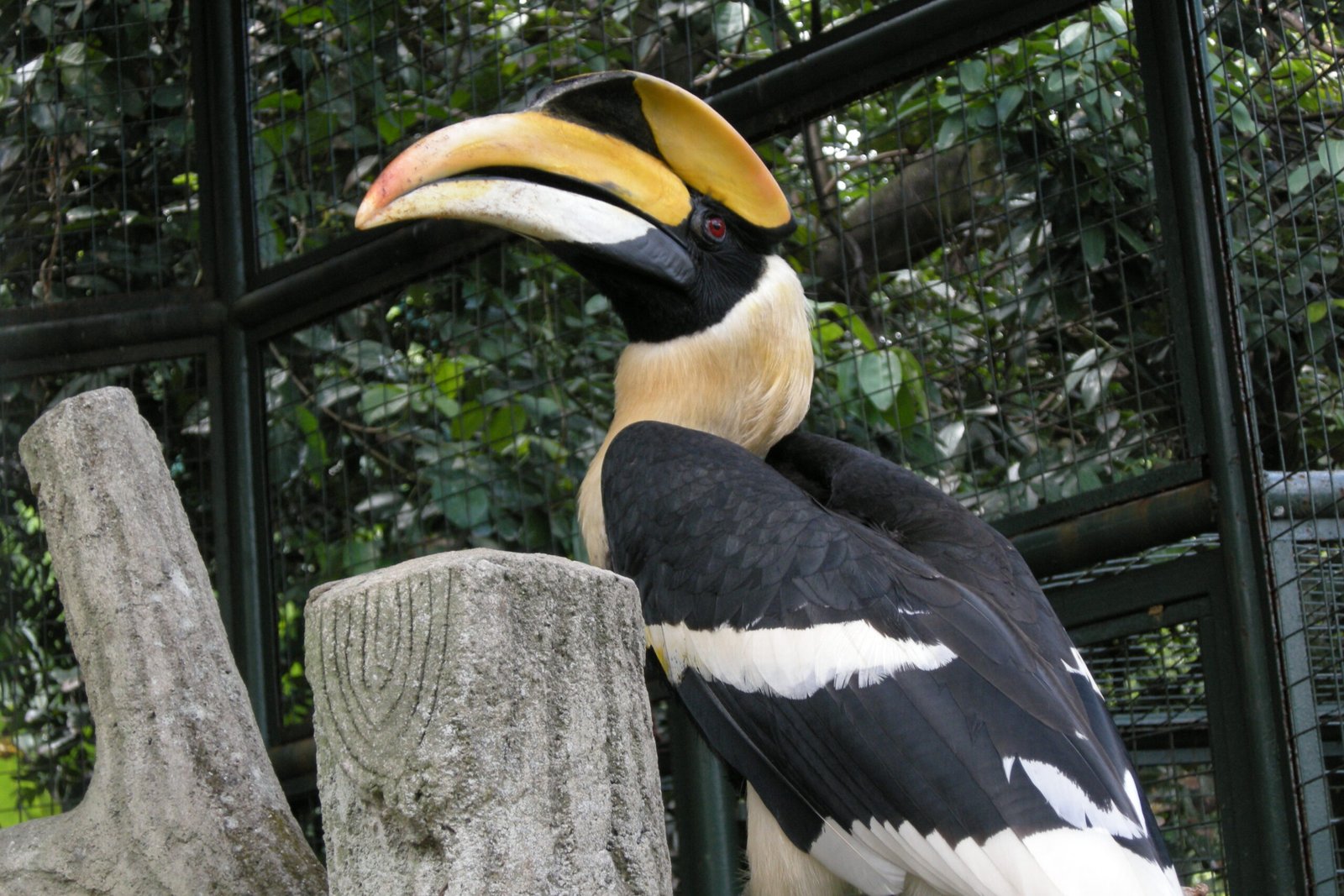 Inspiring Conservation Success Stories (image credits: wikimedia)