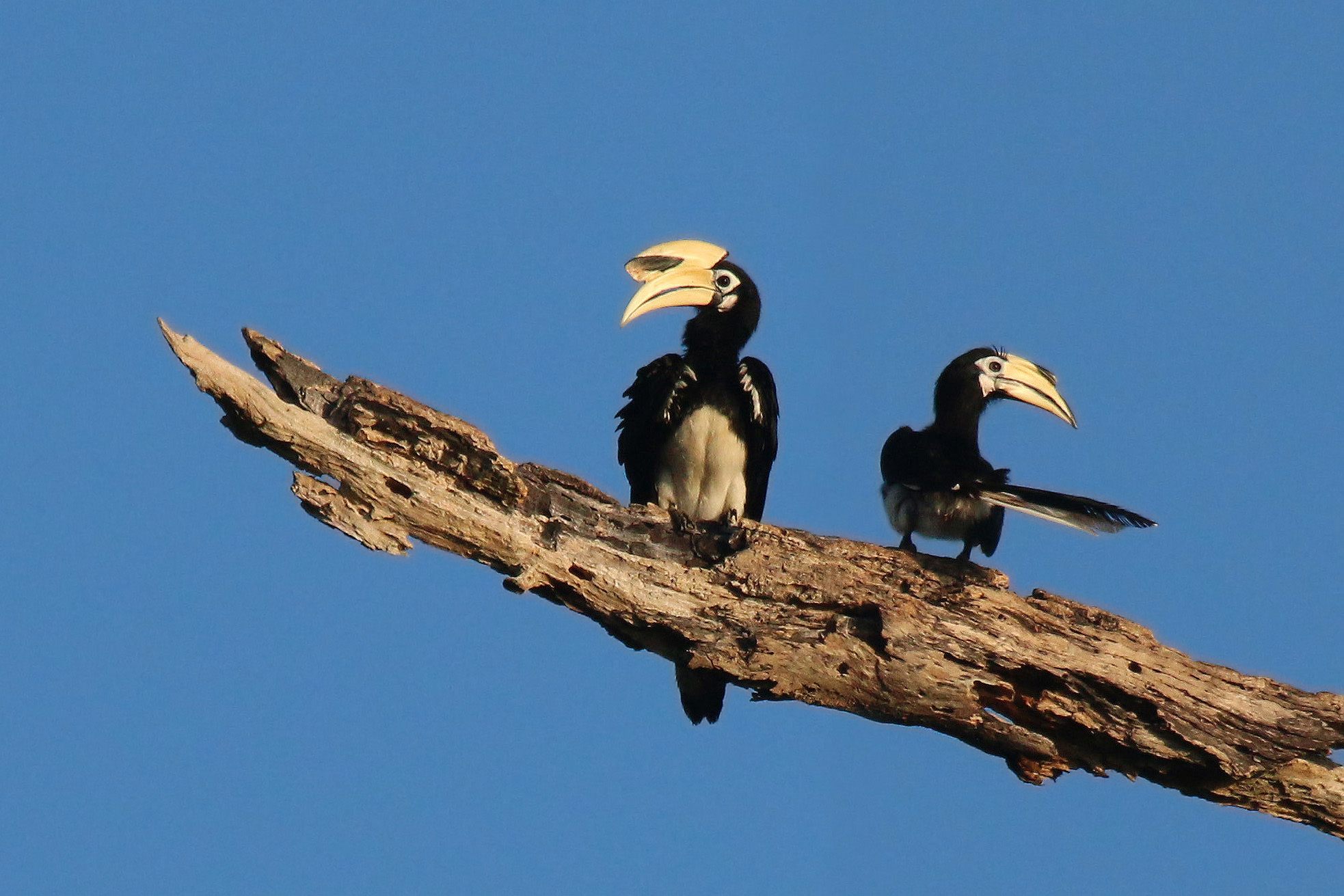 The Oriental Pied Hornbill’s Return to the Urban Jungle