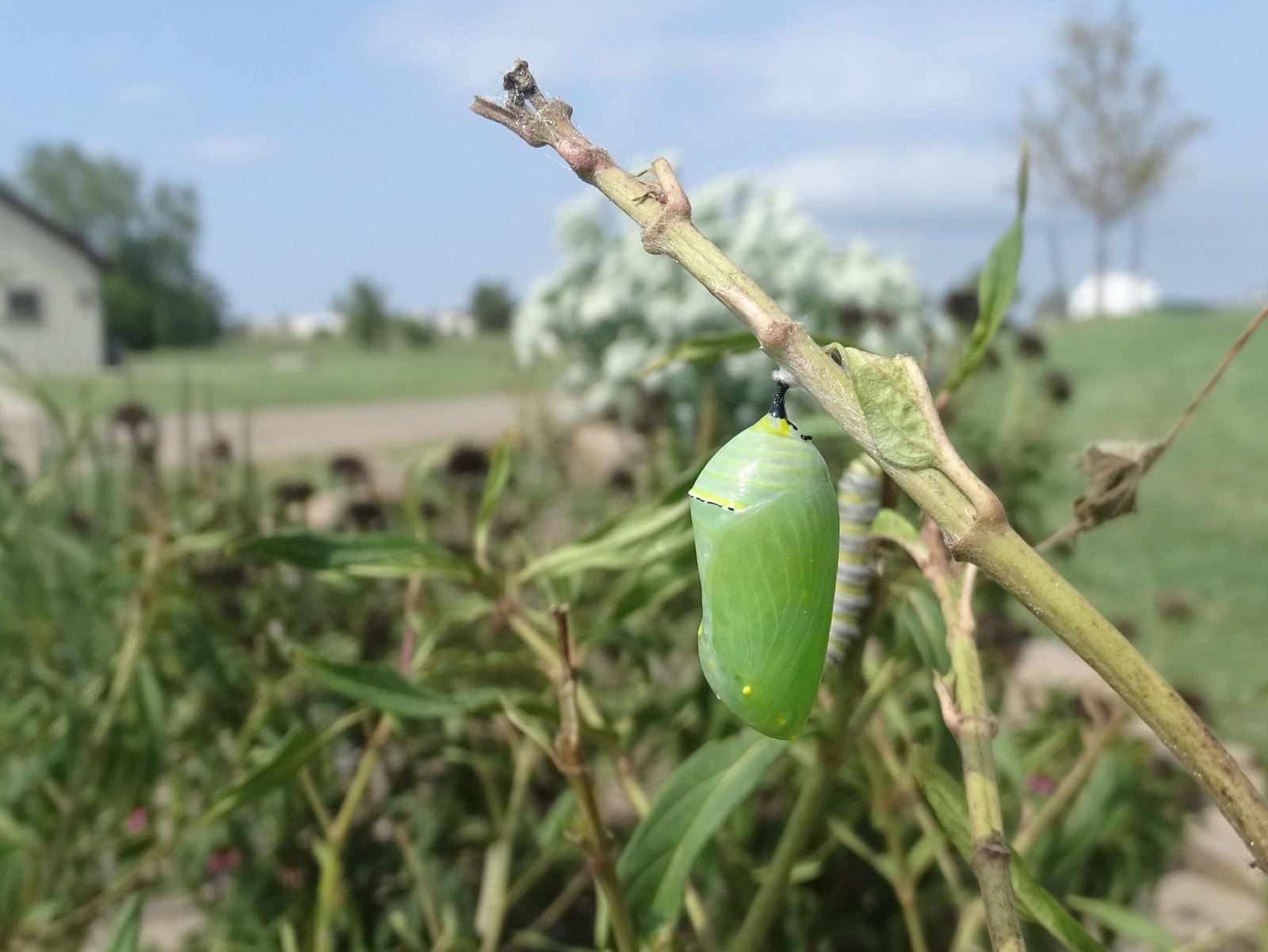 The Astonishing Journey of Metamorphosis (image credits: wikimedia)