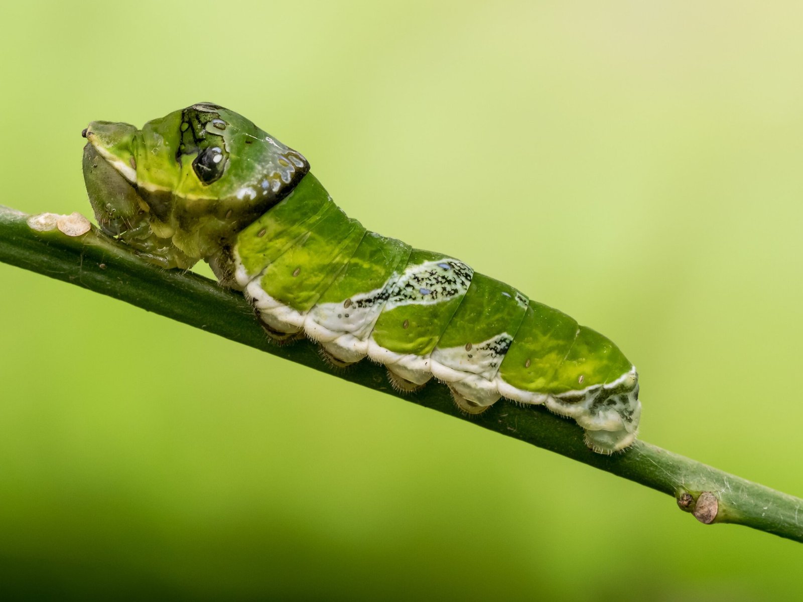 Comparisons with Other Creatures (image credits: wikimedia)