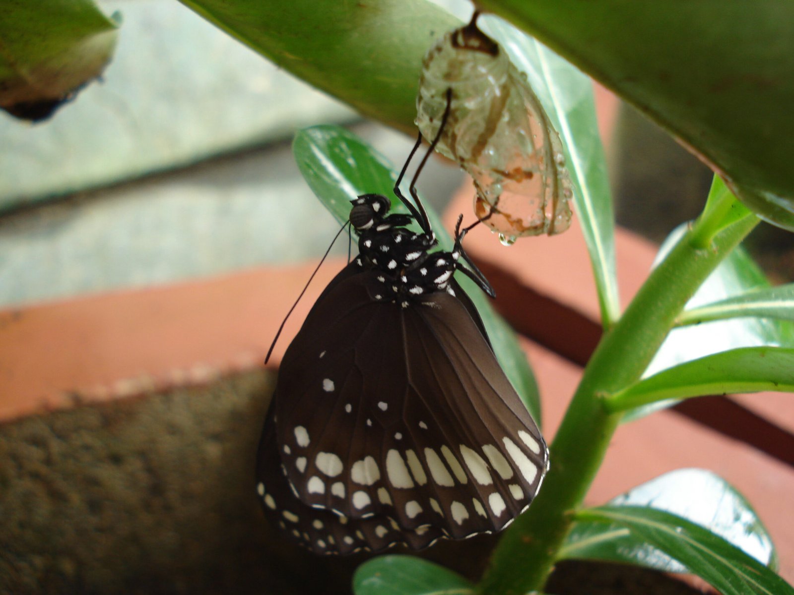 What This Teaches Us About Change and Continuity (image credits: wikimedia)