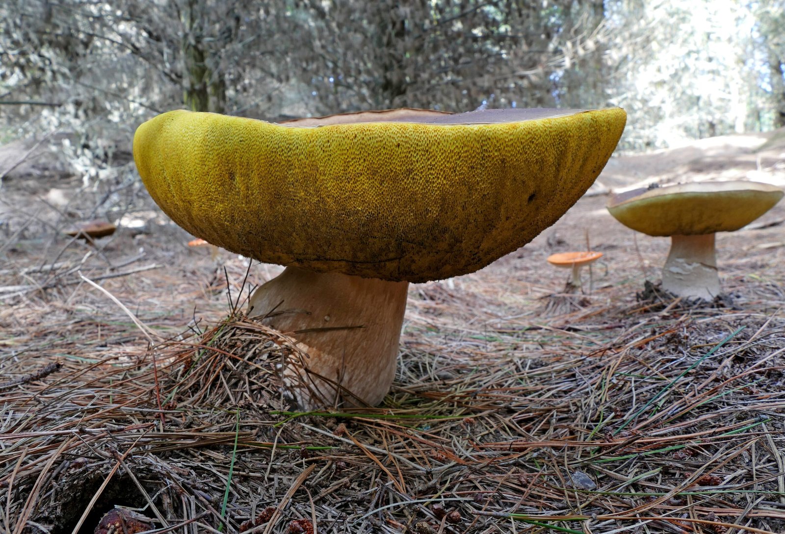 The Role of Underground Forests in Local Ecosystems (image credits: wikimedia)