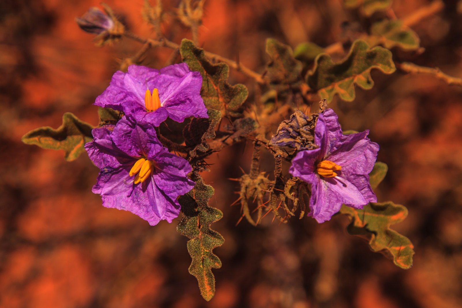 Endemic Gardens: The Marvel of Native Flora (image credits: wikimedia)