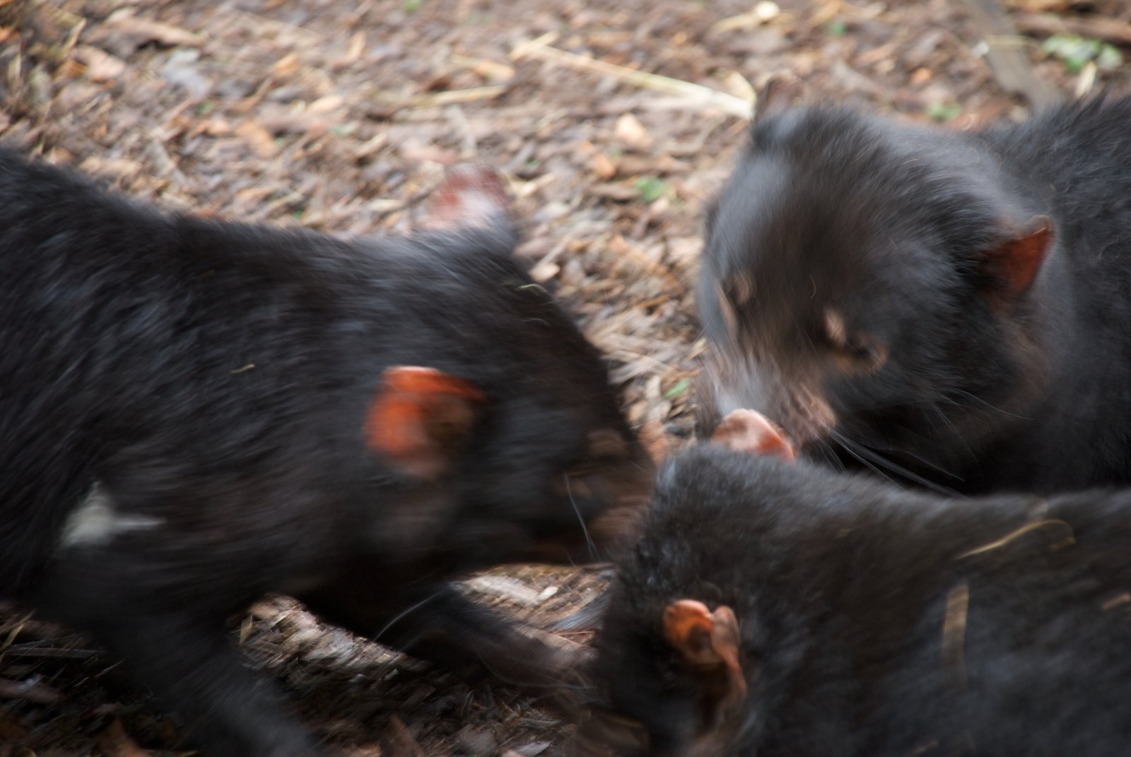 The Social Lives of Tasmanian Devils: A Double-Edged Sword (image credits: wikimedia)