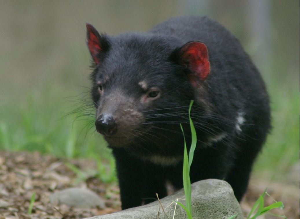 Life in Captivity: A New Kind of Wild (image credits: wikimedia)