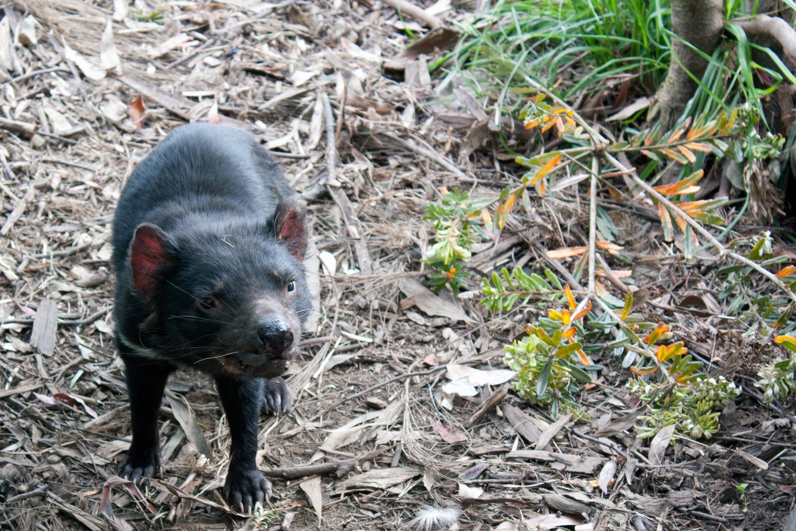 Challenges of Reintroduction: Returning Devils to the Wild (image credits: wikimedia)