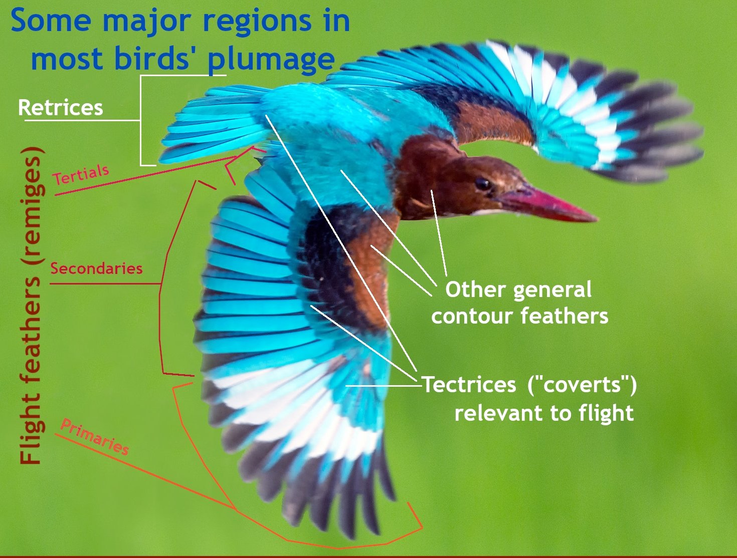 Modern Feathers: Masters of Adaptation (image credits: wikimedia)