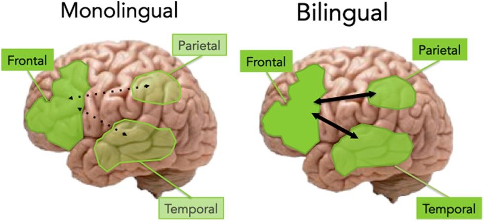 Bilingualism and the Multicolored Mind (image credits: wikimedia)