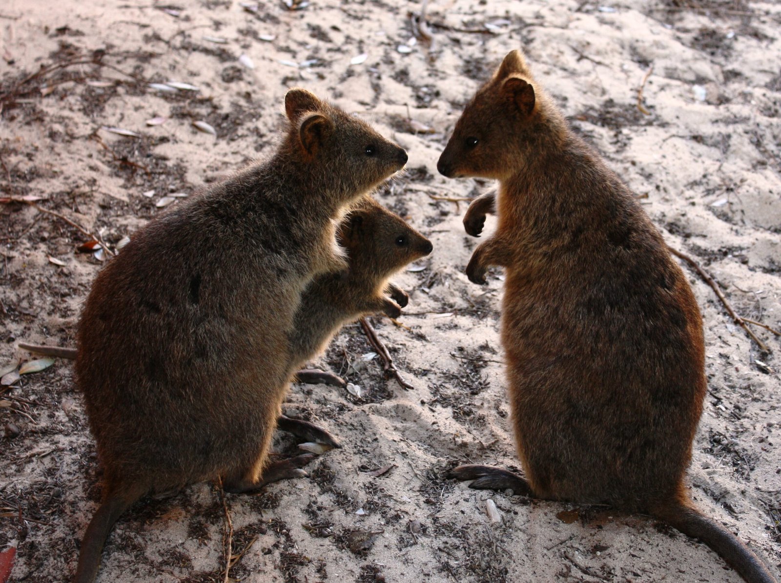 Harnessing Fame for Conservation Awareness (image credits: wikimedia)