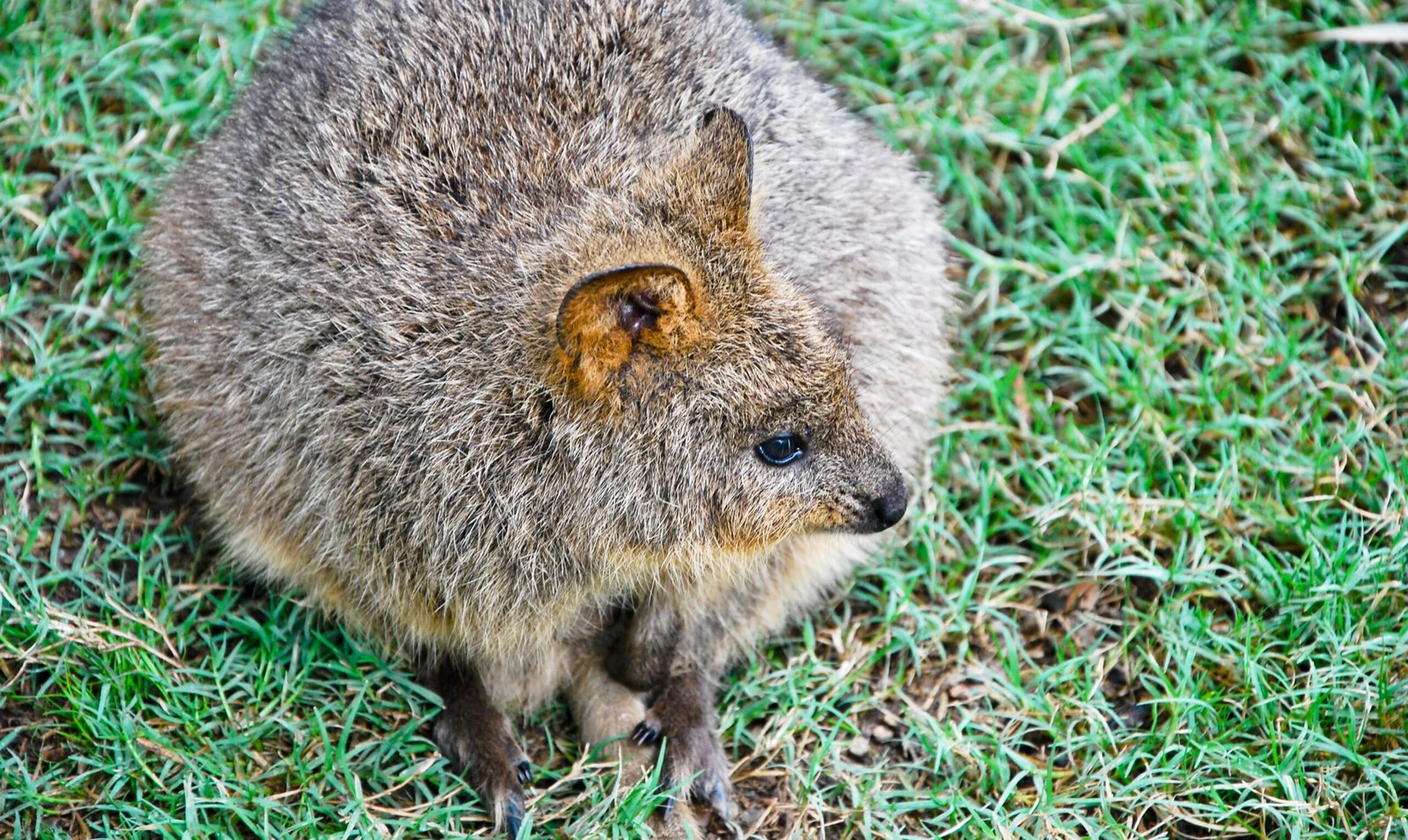 Scientific Research: Studying Quokkas in the Wild (image credits: wikimedia)