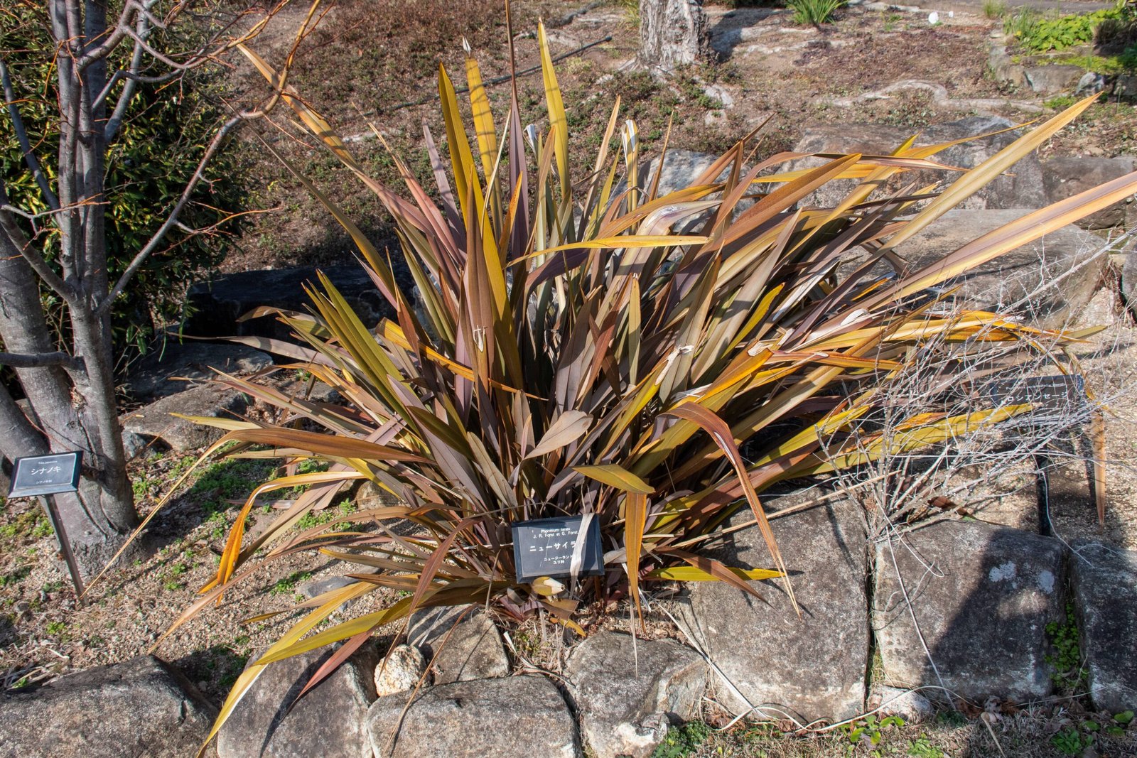 Harakeke: The Versatile Flax of Life (image credits: wikimedia)