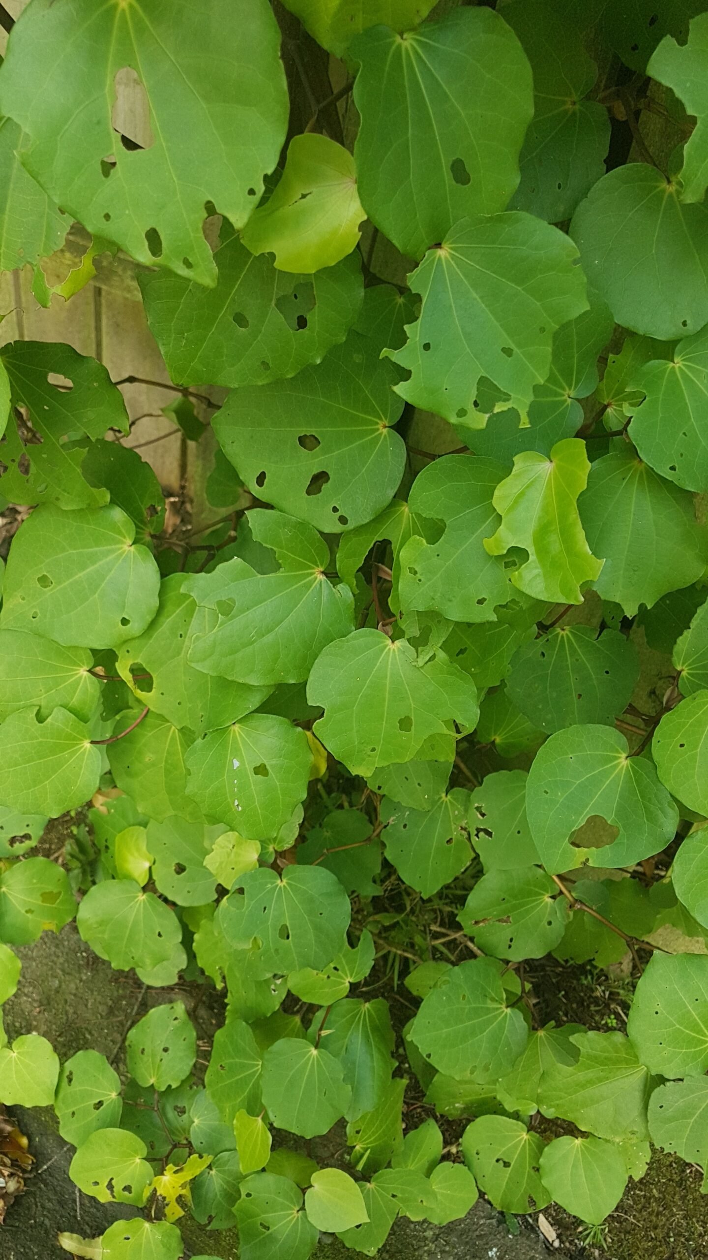 Kawakawa: The Heart-Shaped Healer (image credits: wikimedia)