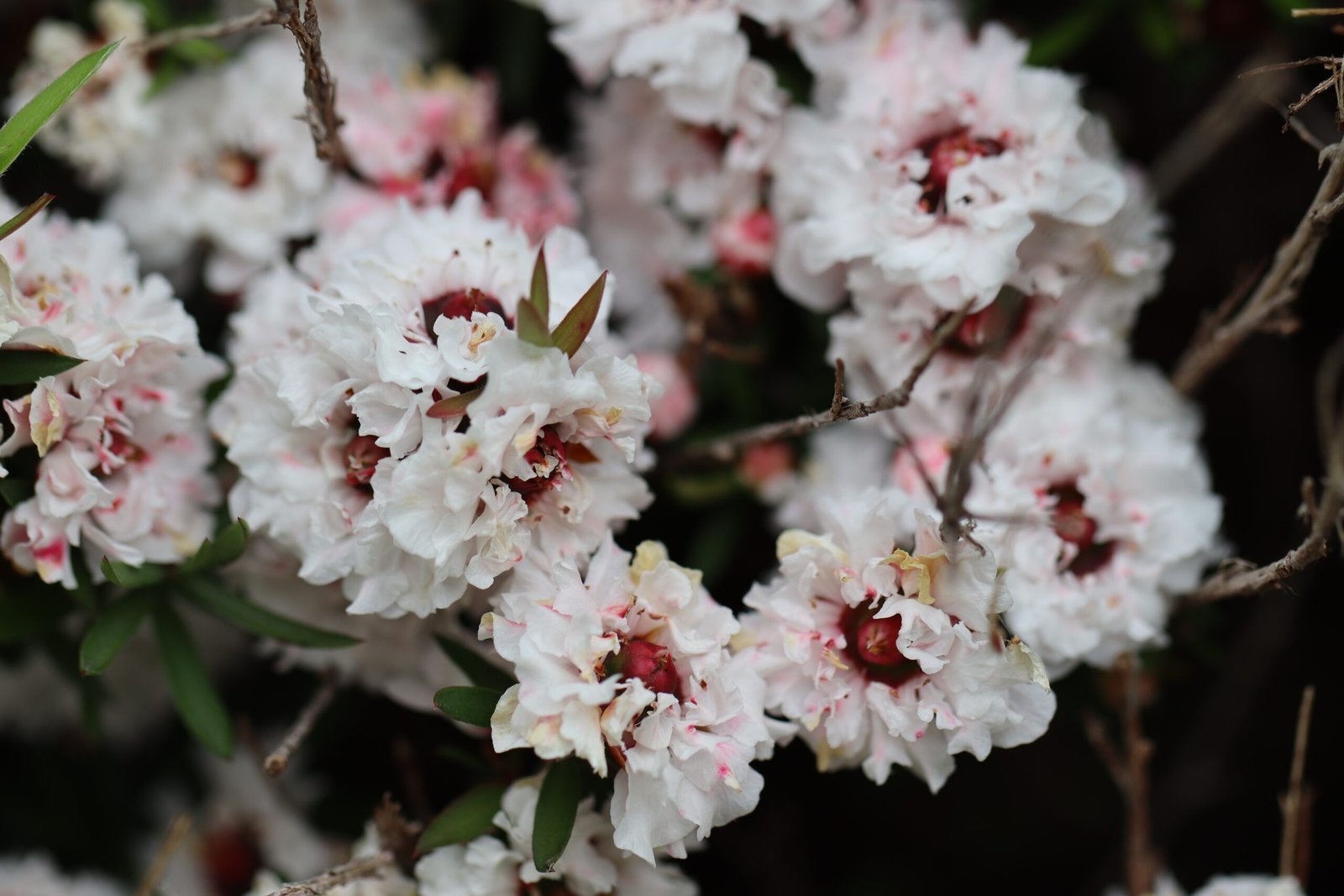 Manuka: The Healing Powerhouse (image credits: wikimedia)