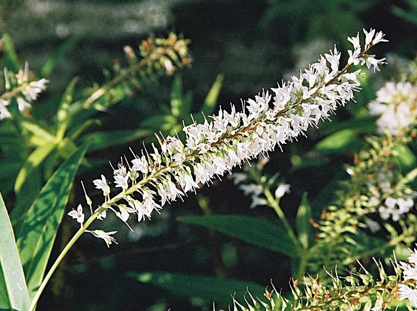 From Harakeke to Kawakawa: Building Wellness Gardens With Māori Medicinals