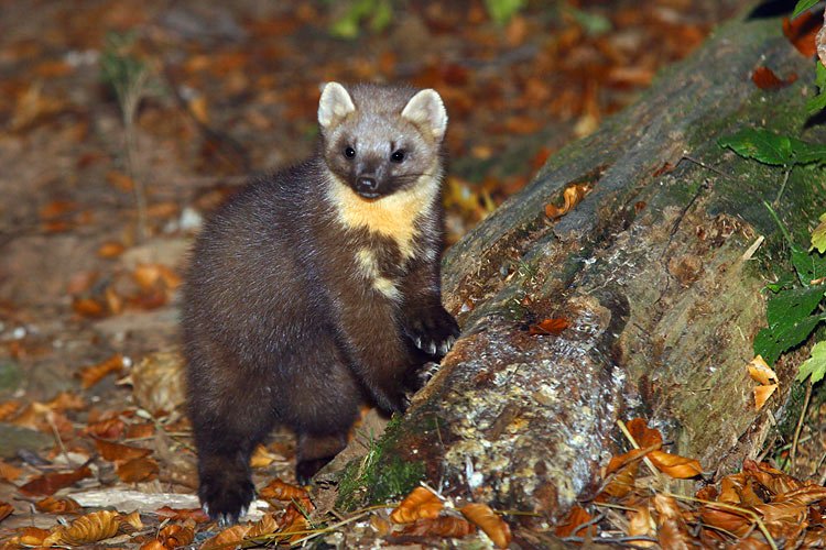 A Glimpse into the Pine Marten’s World (image credits: wikimedia)