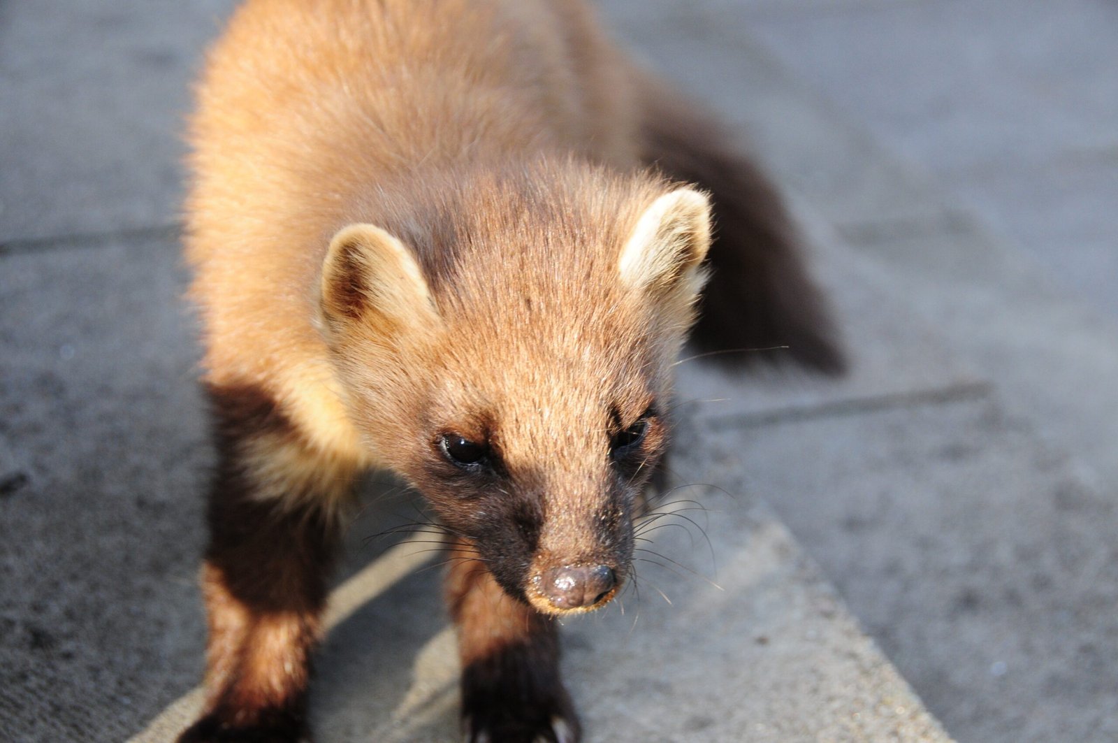 The Disappearance: How the Pine Marten Nearly Vanished (image credits: wikimedia)