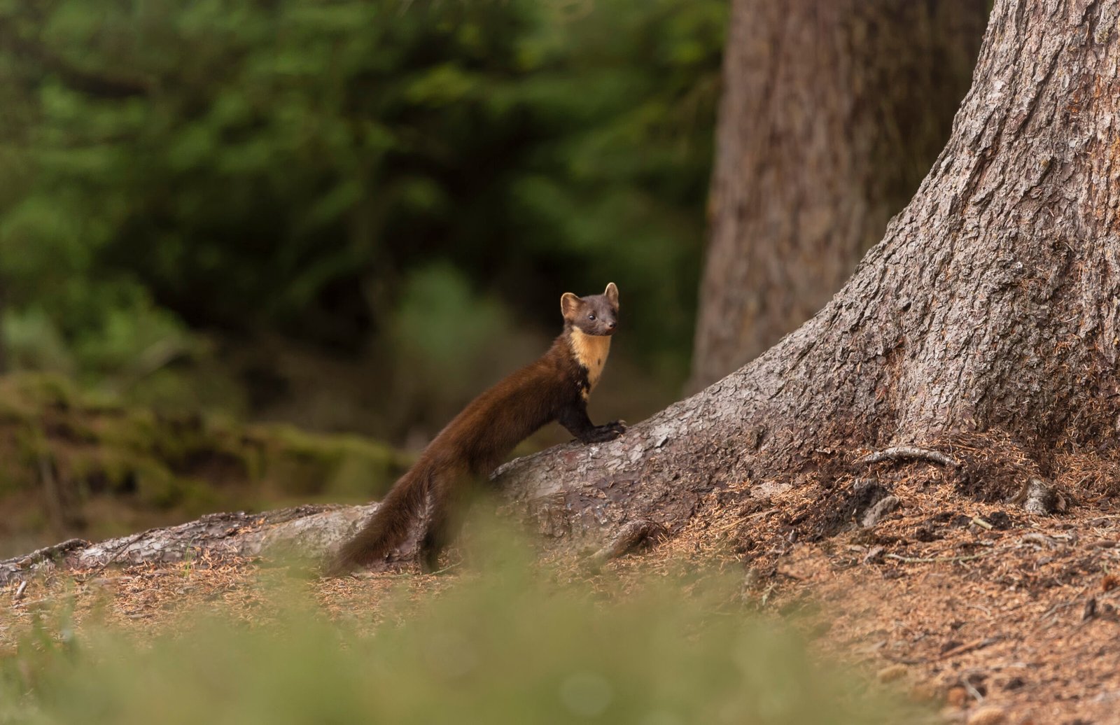 The Pine Marten’s Role in the Forest Ecosystem (image credits: wikimedia)