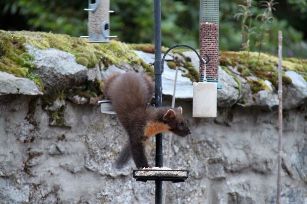 What the Pine Marten’s Return Means for Ireland (image credits: wikimedia)