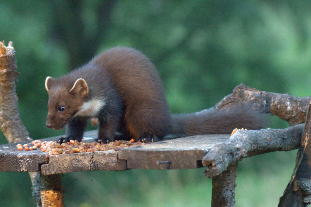Looking Ahead: A Call to Cherish and Protect (image credits: wikimedia)