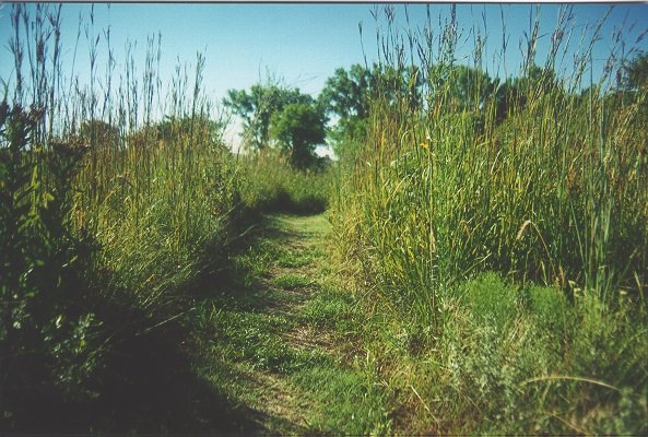 The Tallgrass Prairie: A Vanishing Wonder (image credits: wikimedia)