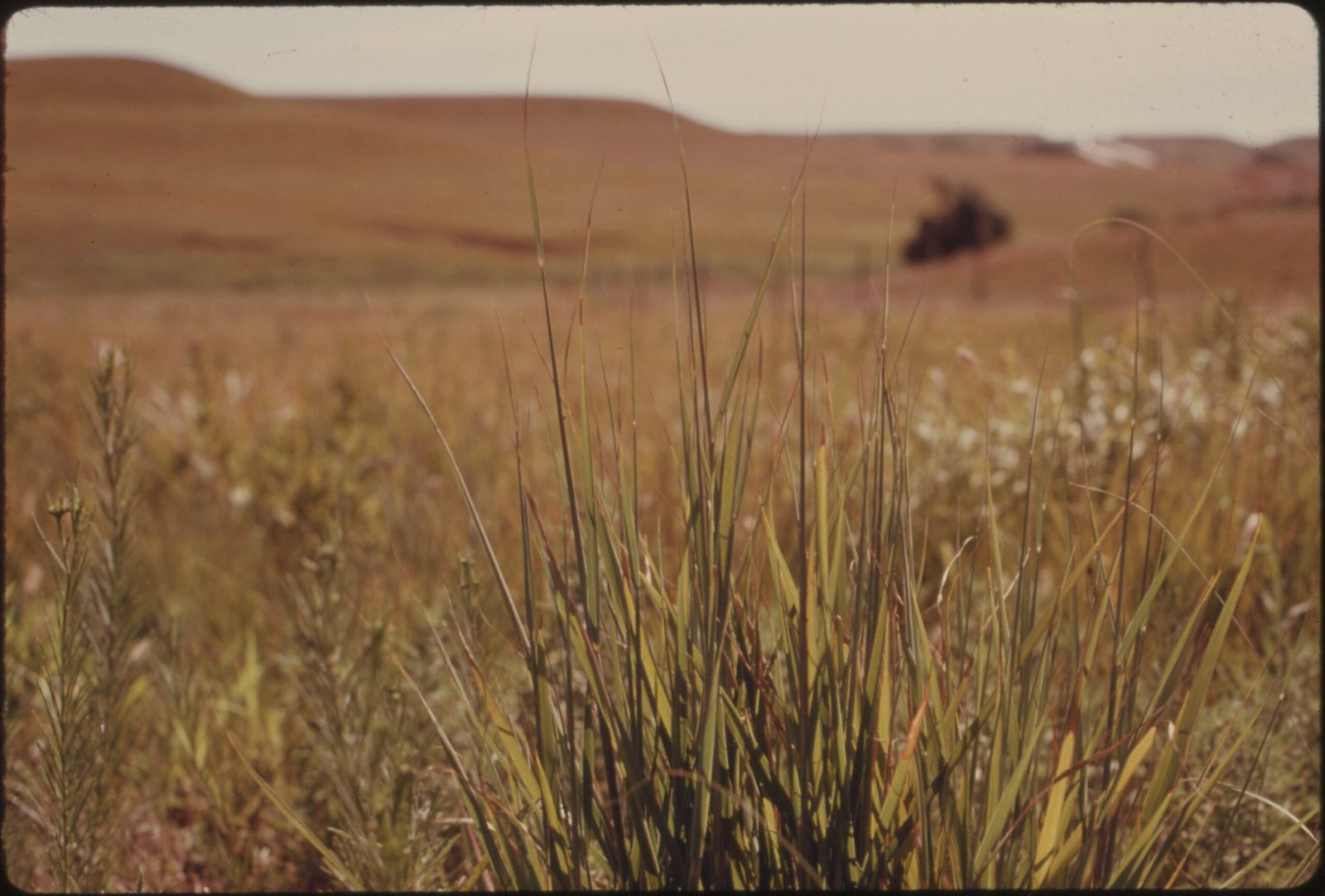 Why Native Plants Matter (image credits: wikimedia)