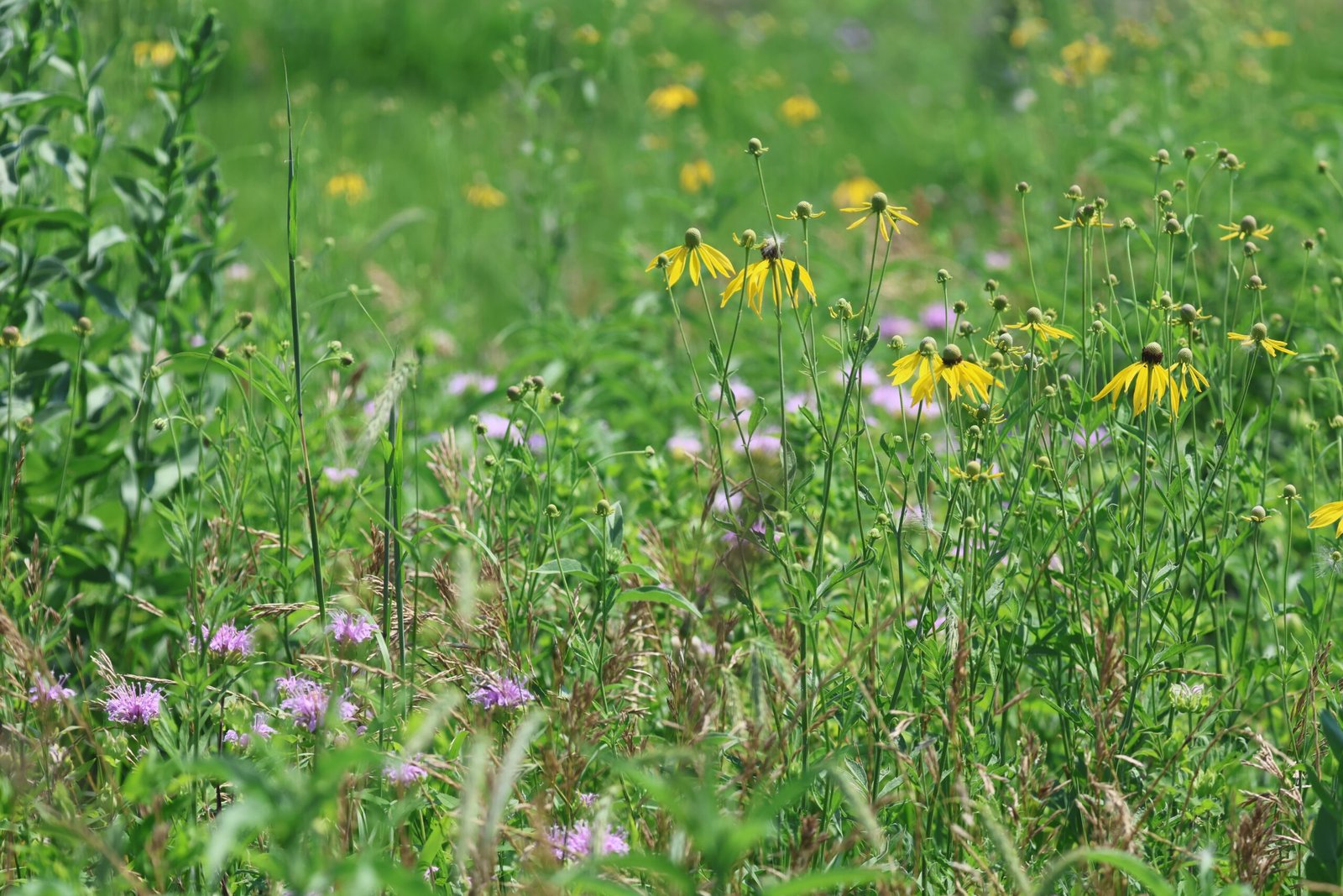 The Science Behind Prairie Restoration (image credits: wikimedia)